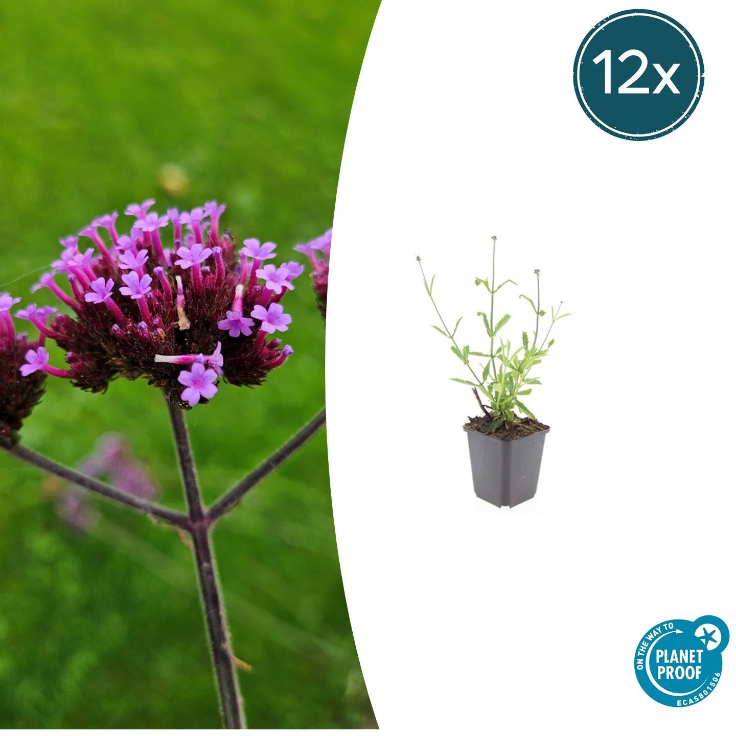 Verbena bonariensis ‘Lollipop’ – compacte paarse tuinplant, vlindervriendelijk en ideaal voor borderbeplanting
