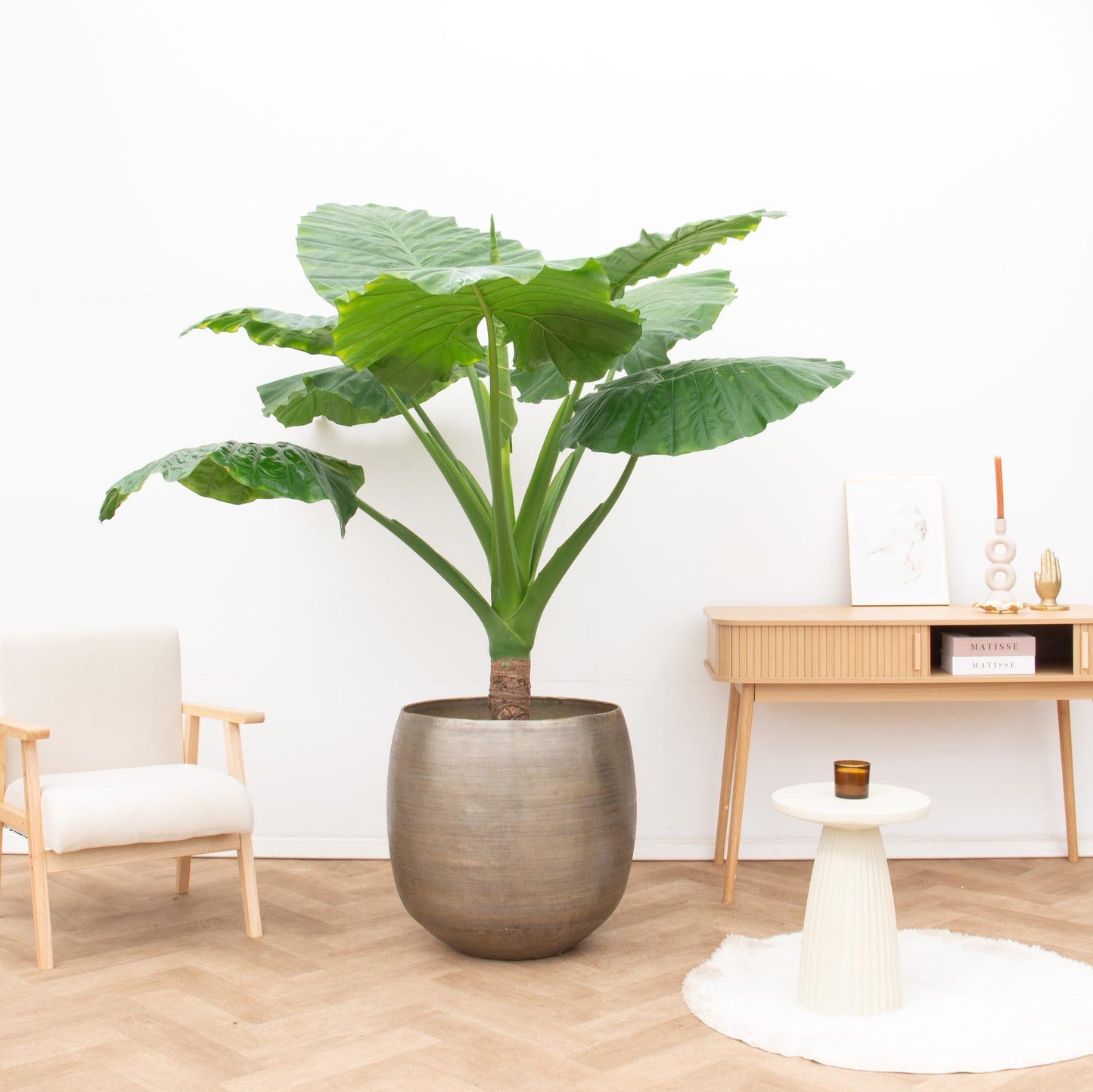 Alocasia Portodora enkele stam - 180cm