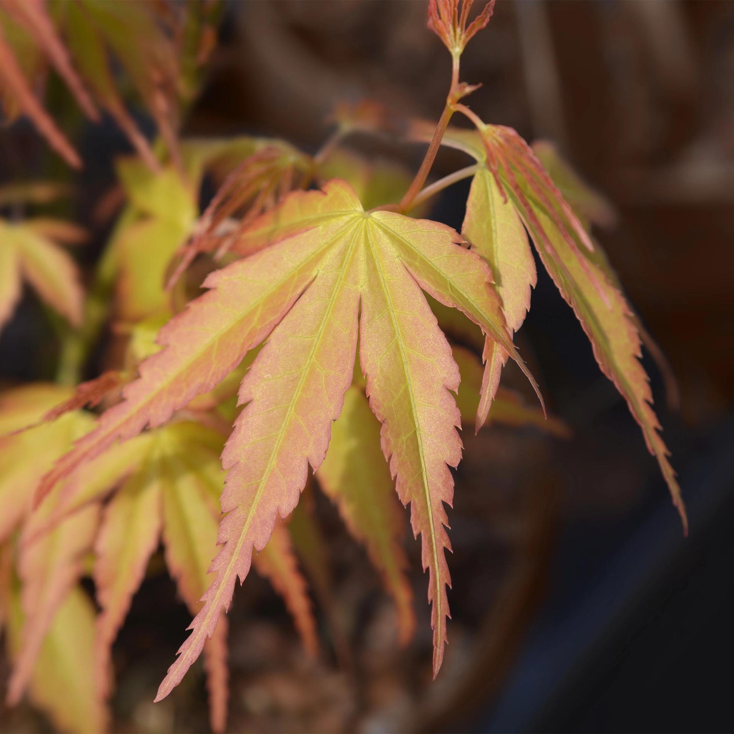 Japanse Esdoorn - Acer palmatum Katsura - Oranje - 2 Planten - Bladverliezend - Pot 19cm Hoogte 70cm