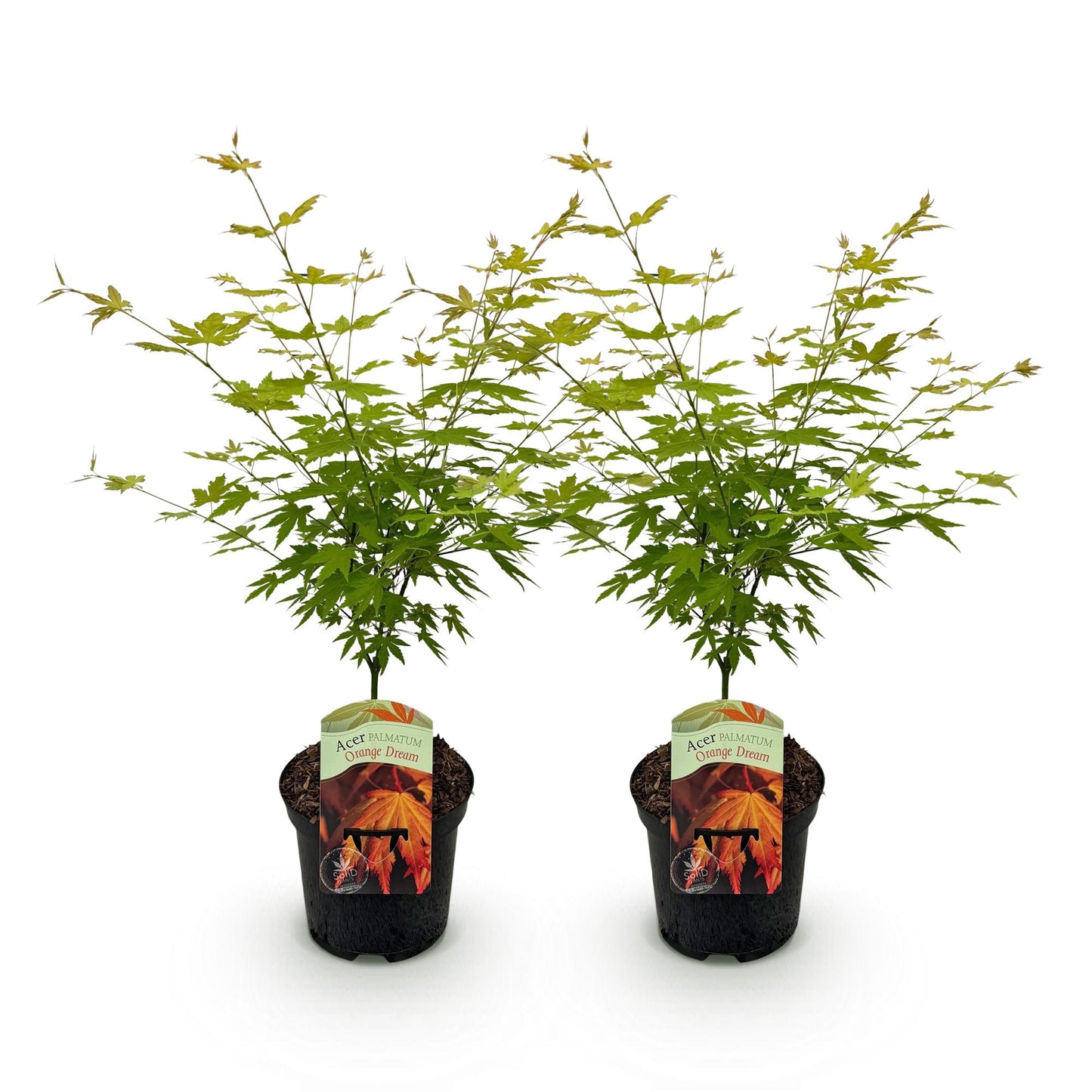 esdoorn pot 19 cm voor kleine tuin