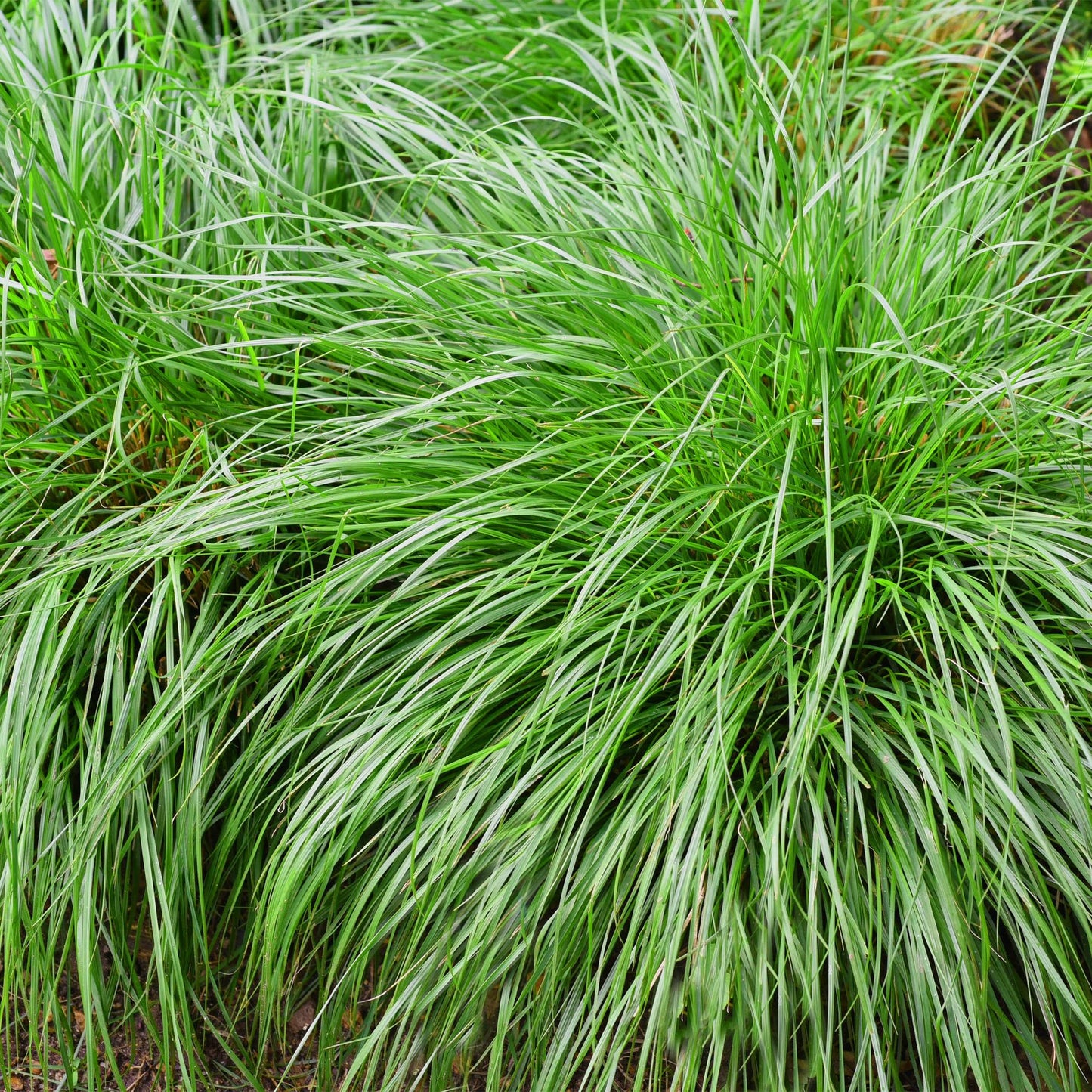 Carex oshimensis ‘Intense Green’ – siergras met diepgroene bladeren, set van 2 planten in pot Ø17cm, hoogte circa 50cm."