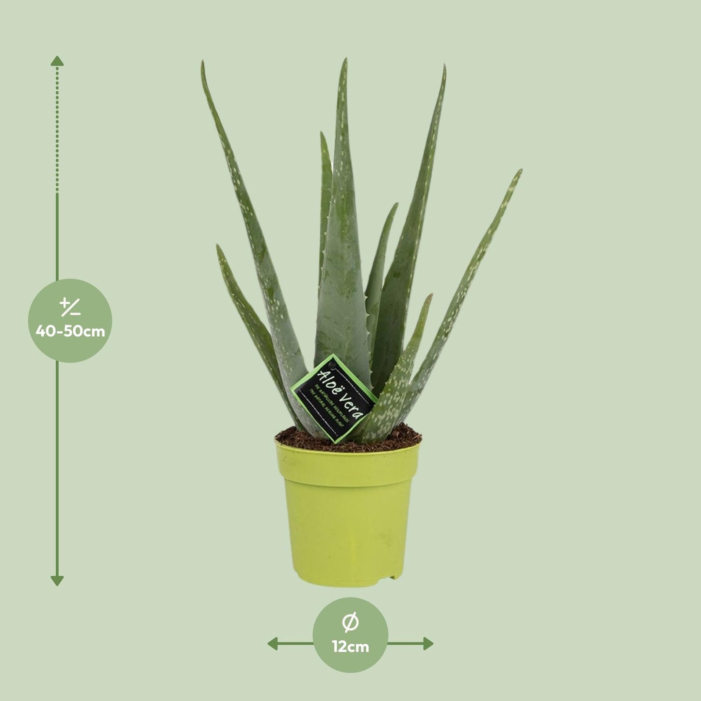 Aloe Vera – Ø12 cm – ↕45 cm | Makkelijke Kamerplant voor in Huis