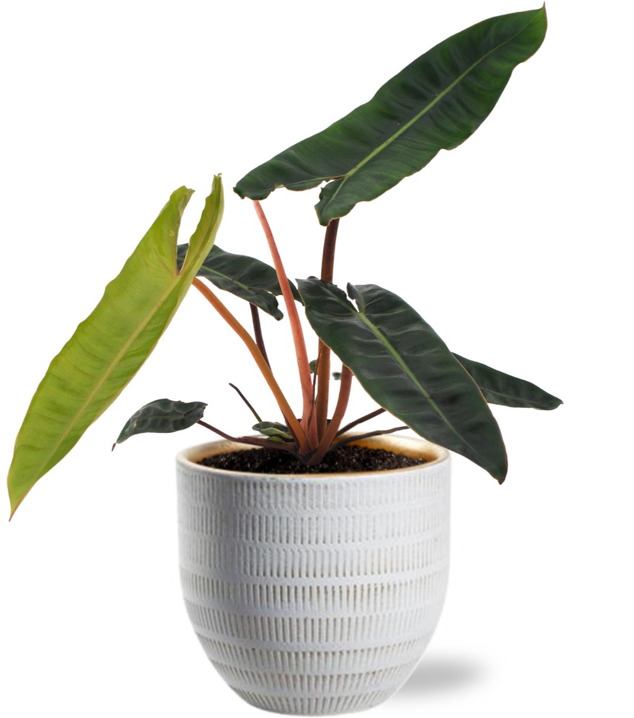 Philodendron Billietiae