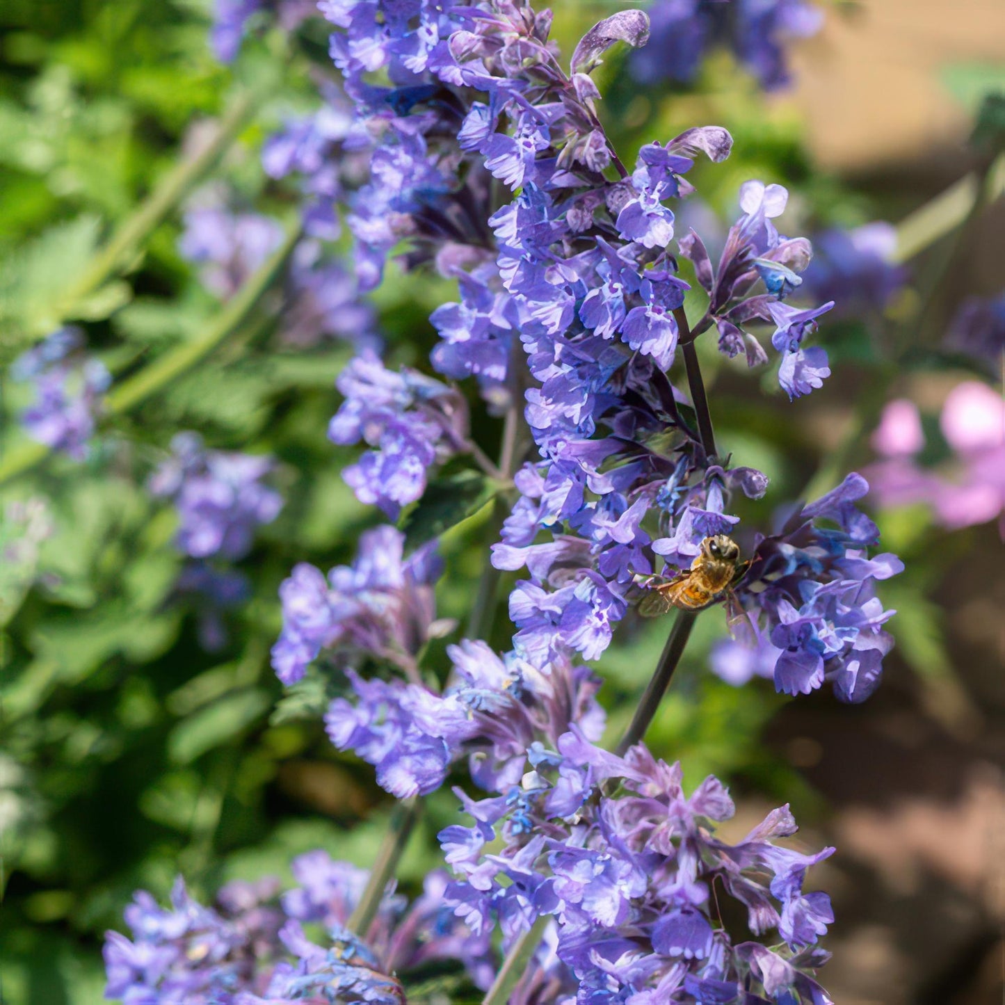Nepeta 'Six Hills Giant' Buitenplant | Kattenkruid