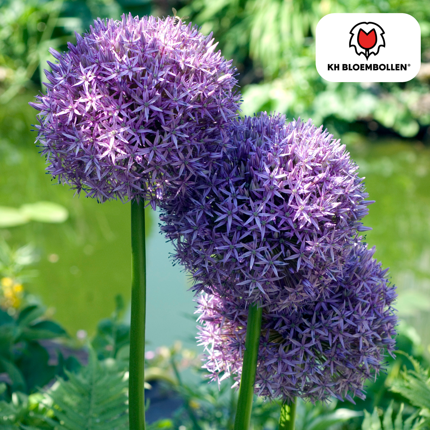 Allium Globemaster met grote paarse bolvormige bloemen in bloei