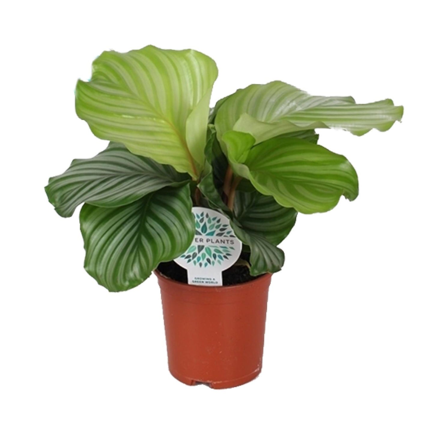 Calathea Orbifolia - Ø14cm - ↕45cm. Pauwenplant.