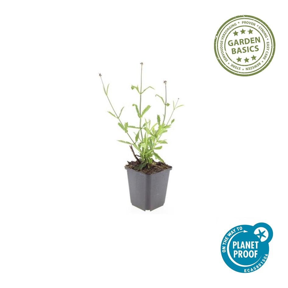 Verbena bonariensis 'Lollipop' met lila-paarse bloemen in tros