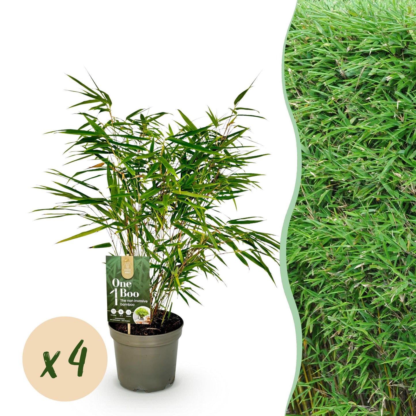 Fargesia rufa bamboe als haagplant of in border