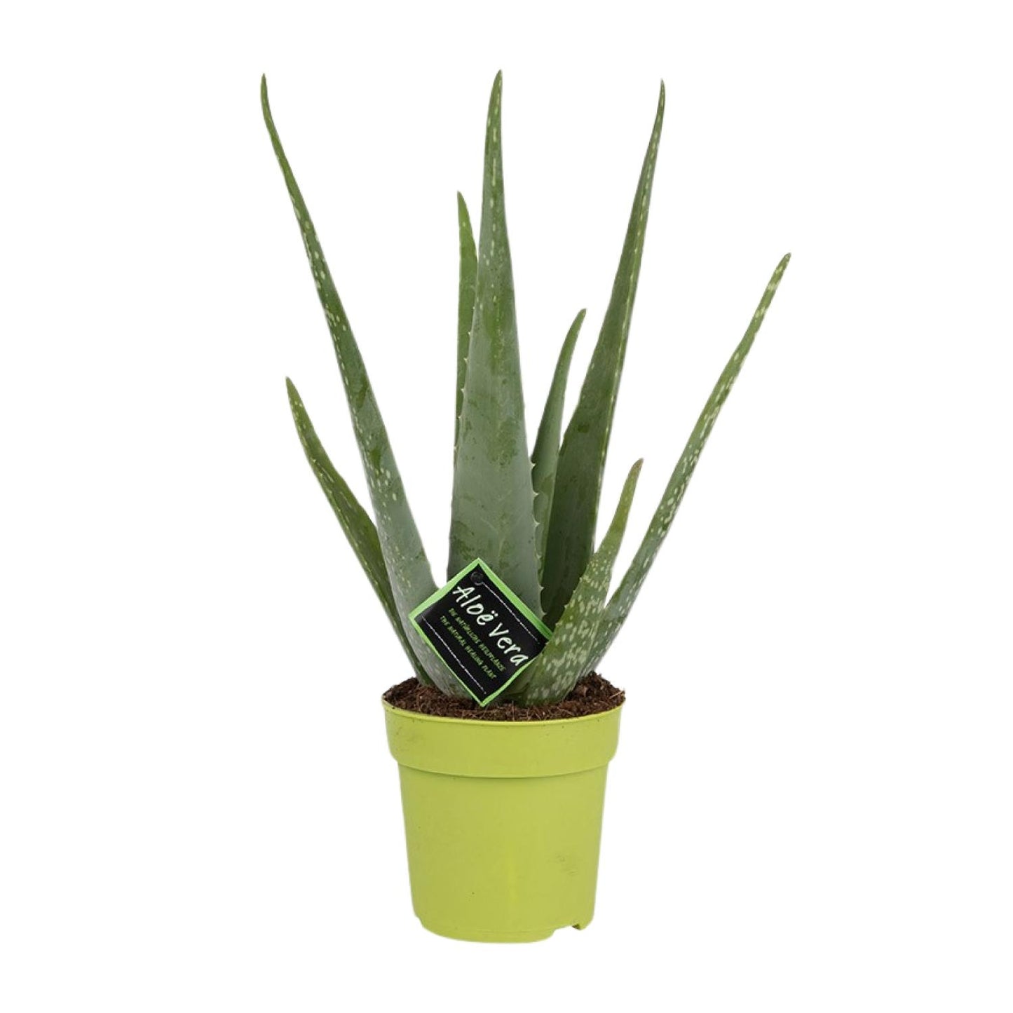 Aloe Vera – Ø12 cm – ↕45 cm | Makkelijke Kamerplant voor in Huis