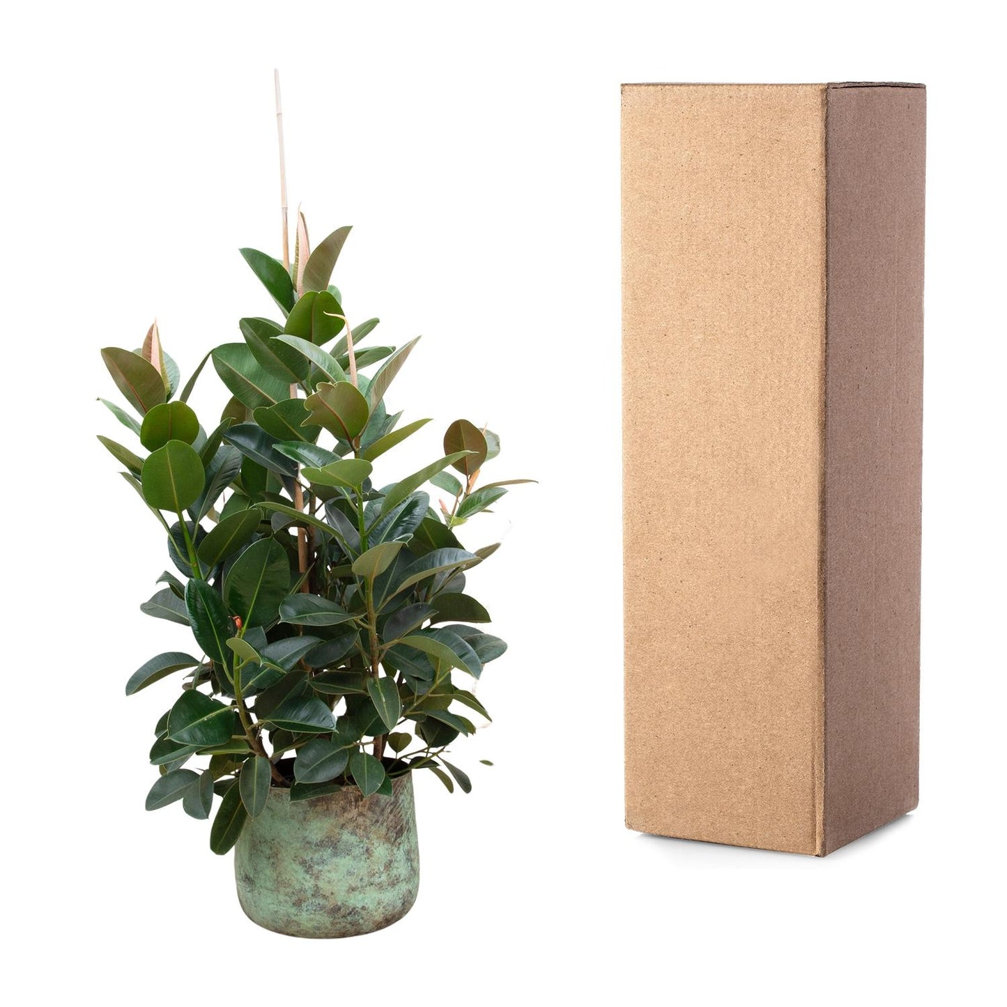 Grote Luchtzuiverende Ficus Robusta – Vertakt (150 cm)