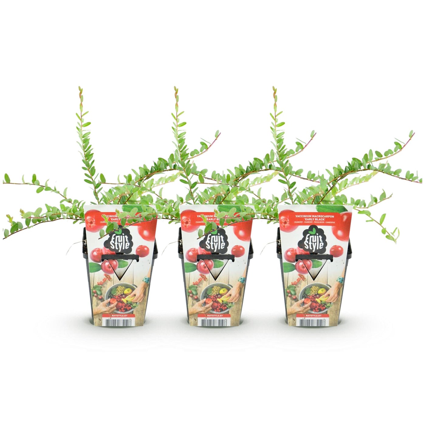 Vaccinium macrophylla Early Black – blauwe bes fruitplant – 3 stuks in pot 9 cm – winterhard, geschikt voor tuin, border en balkon, met donkerrode bessen