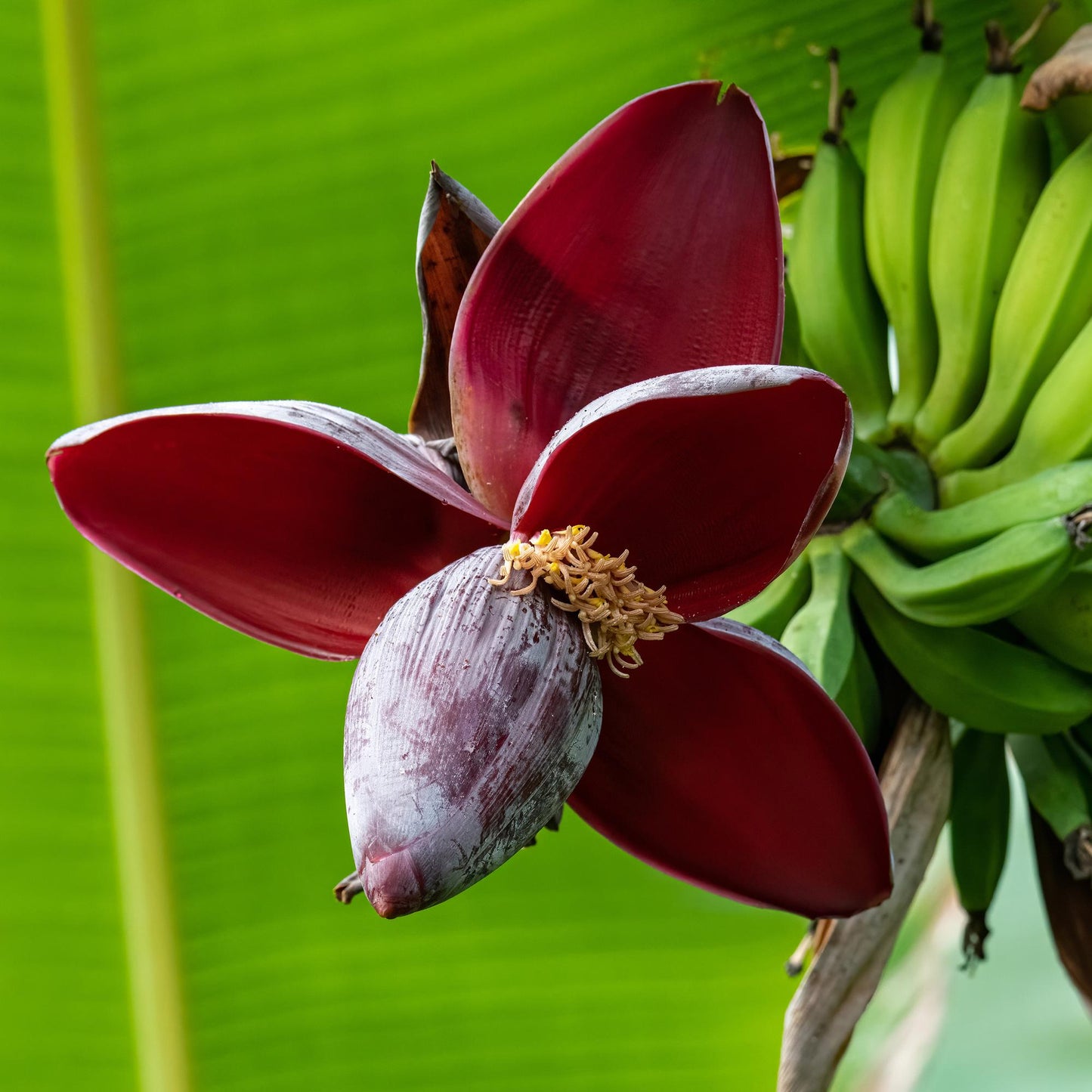 Bananenplant Musa sikkimensis Red Tiger – 4 planten in pot Ø17 cm, hoogte ca. 40 cm