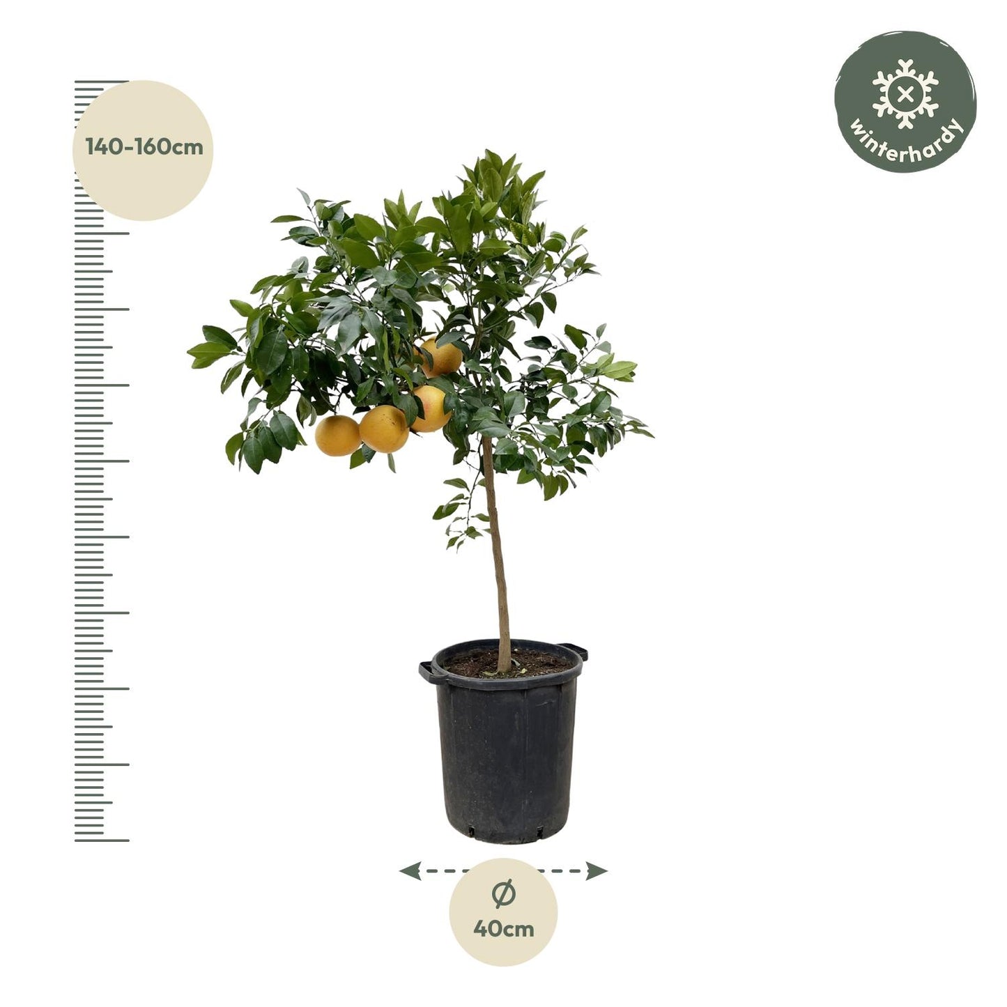 Pompelmoesboom (Citrus Pompelmo) - Voor Terras of Serre