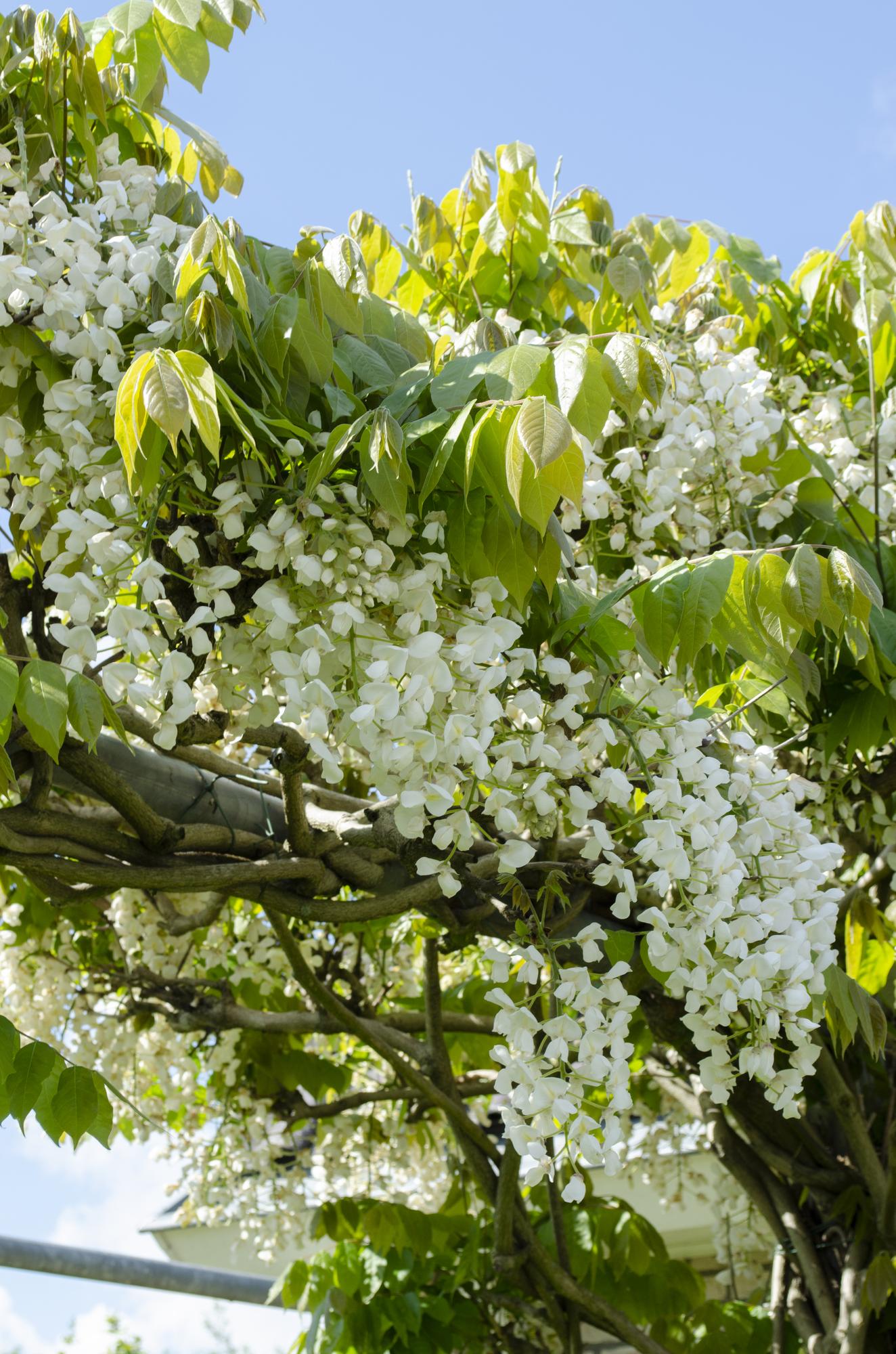 2x Wisteria floribunda 'Longissima Alba' - ↨65cm - Ø15 - Weißer Regen.