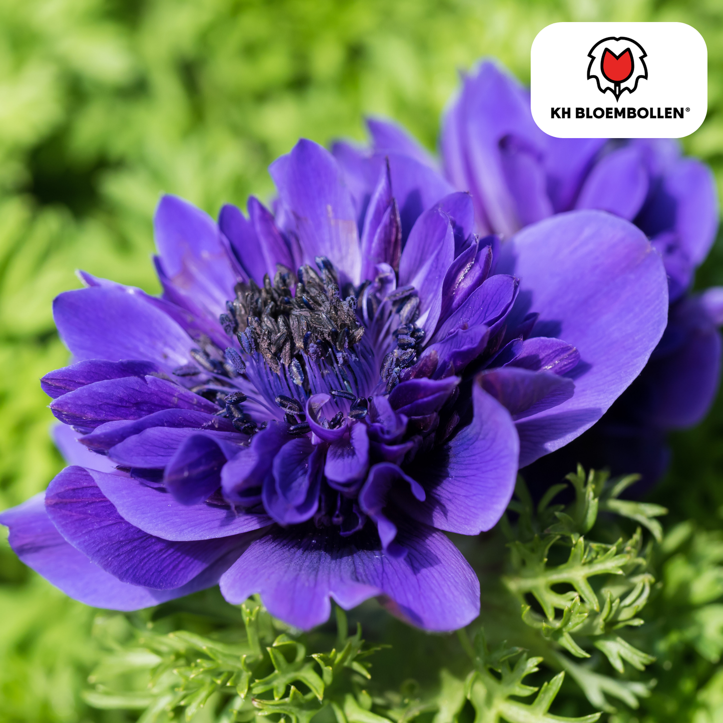 Dubbele Anemonen in gemengde kleuren bloeiend in de tuin. Planttoday