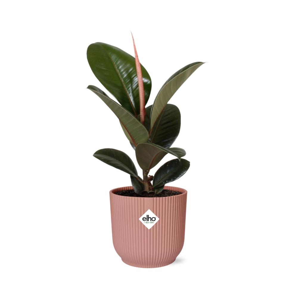 Ficus kamerplant in decoratieve pot – Luchtzuiverende groene plant voor binnen