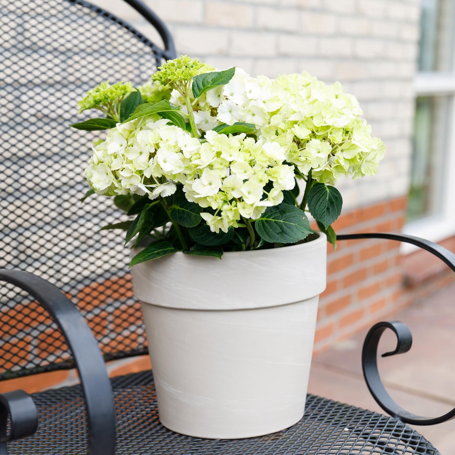 Hortensia - Hydrangea Magical Nobless - Wit - 6-10 Bloemen - 2 Planten - Pot 23cm Hoogte 55cm
