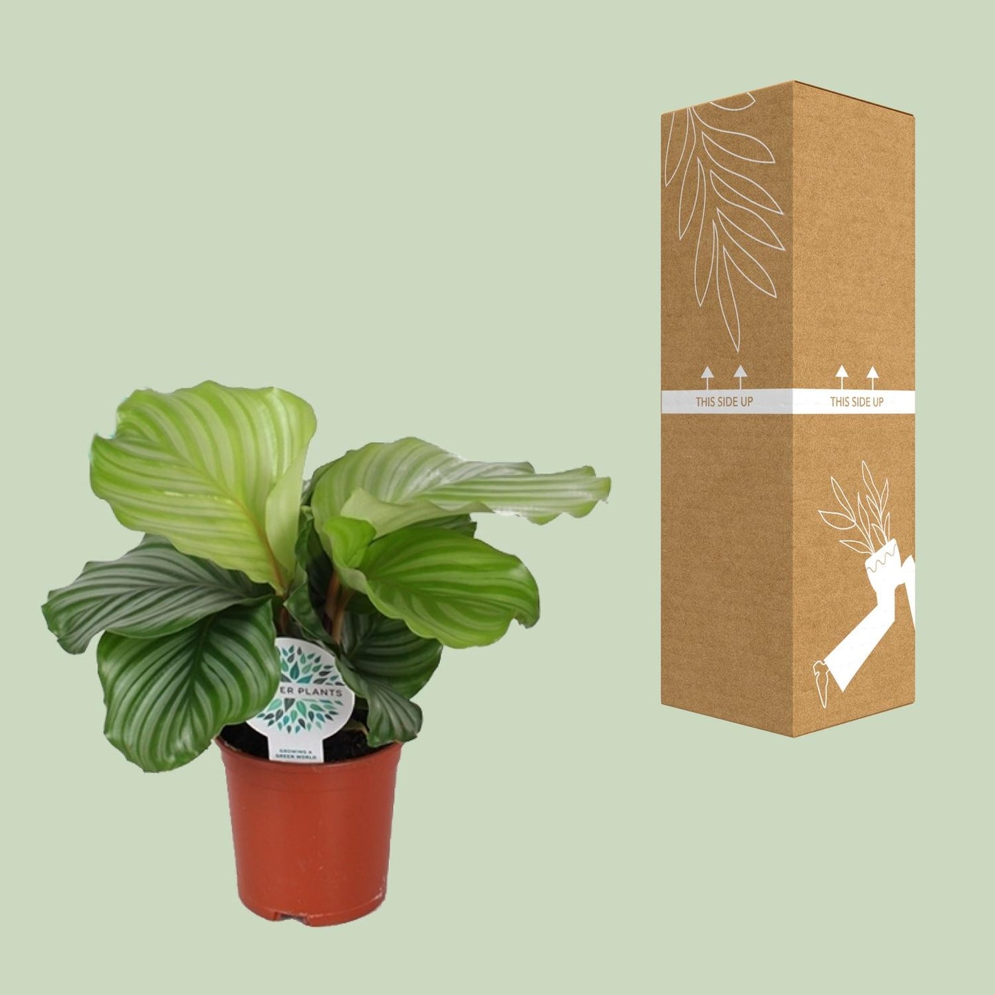 Calathea Orbifolia - Ø14cm - ↕45cm. Pauwenplant.