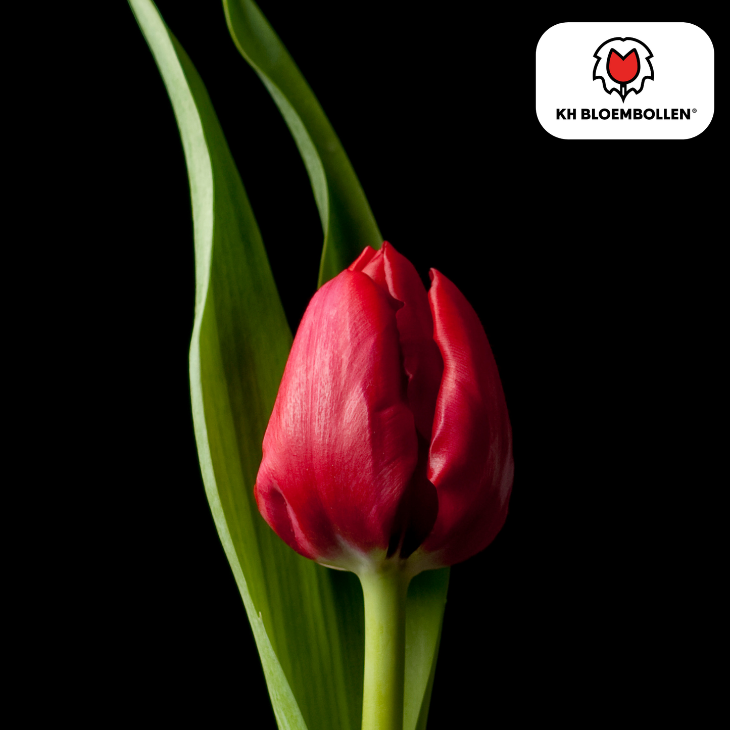 Tulpenveld met klassieke dieprode Ile de France tulpen in de lentezon
