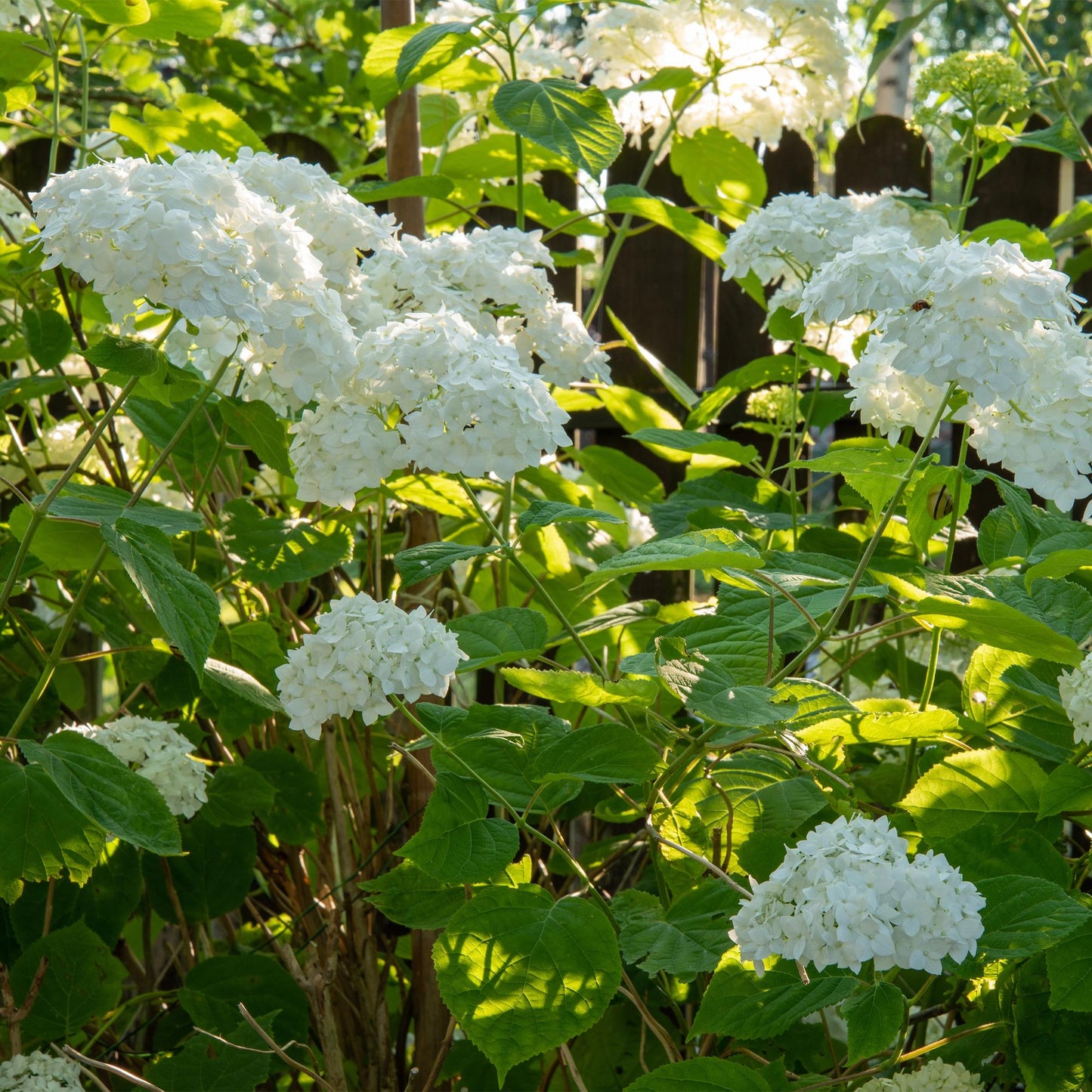 Pluim Hortensia - Hydrangea arborescens Annabelle - Bloem Wit - Grote Bloemen - Pot 17cm Hoogte 50cm