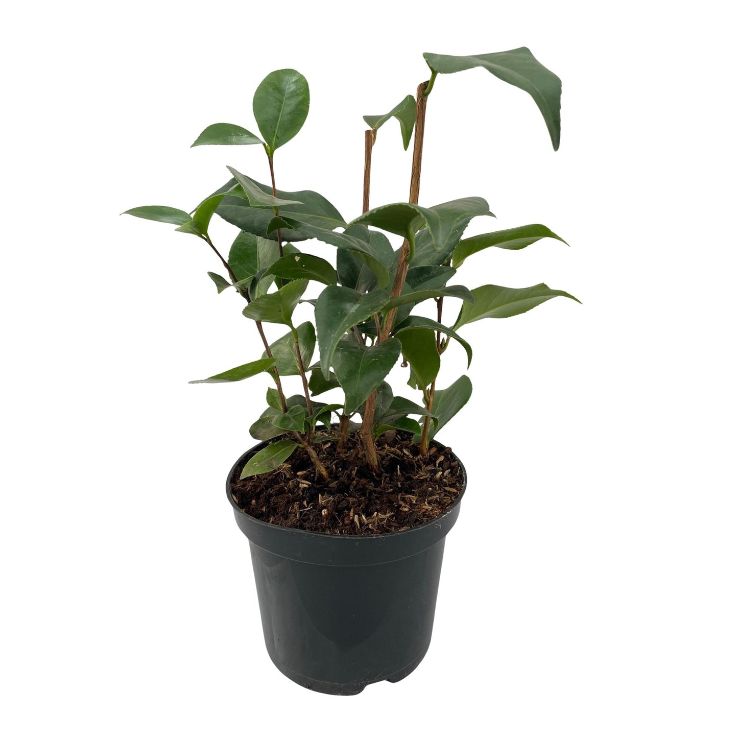Camellia japonica Tricolour met roze, witte en rode bloemen – 3 planten in pot 15 cm