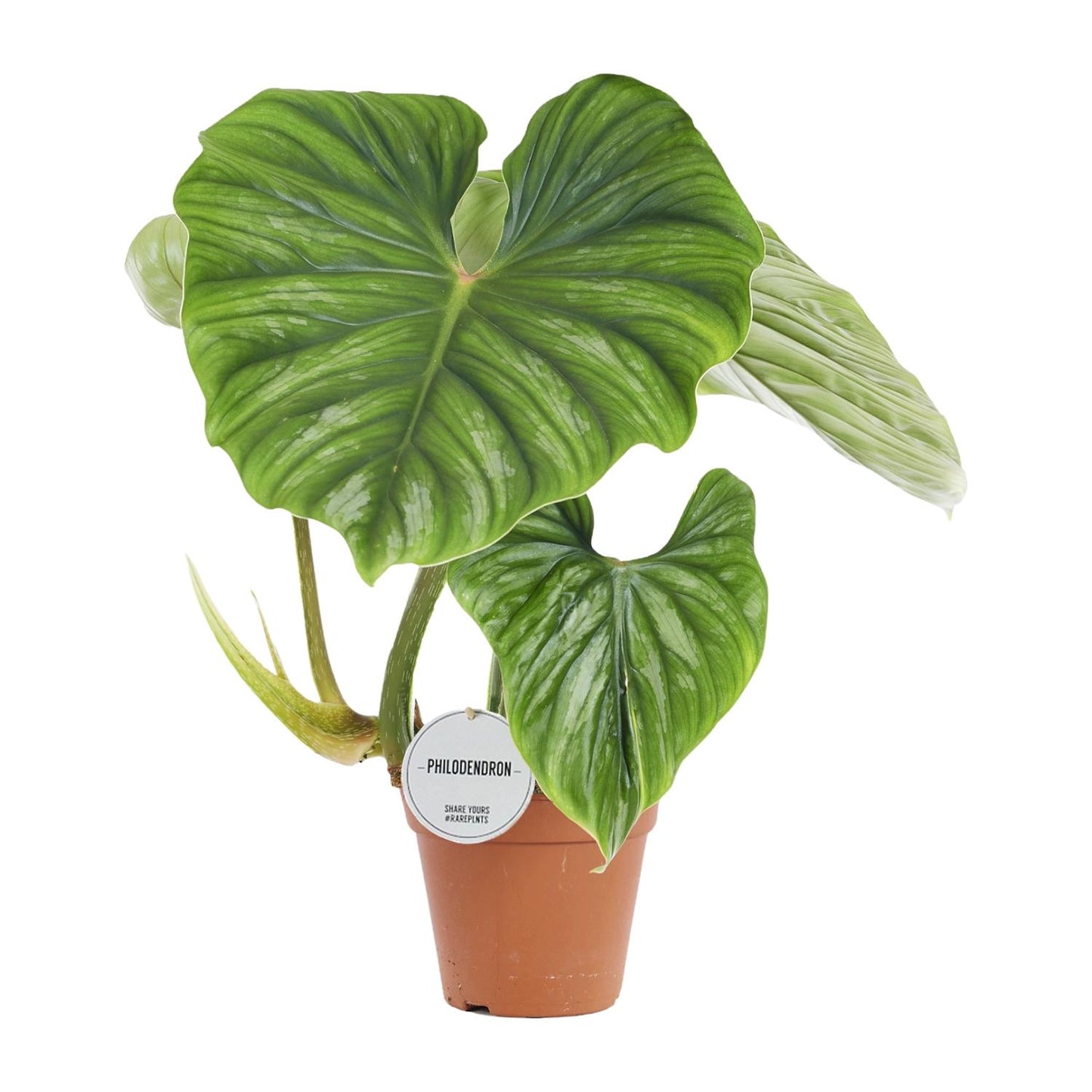 Foto van Philodendron plowmanii kamerplant met grote golvende zilvergroene bladeren in een zwarte pot, hoogte circa 50 cm, ideaal voor binnen, halfschaduw en makkelijk in onderhoud.