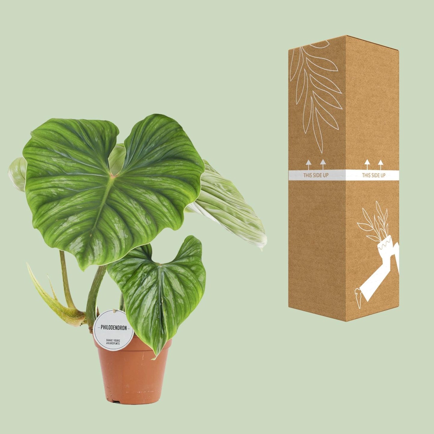 Philodendron Plowmanii een bijzondere plant bij Planttoday