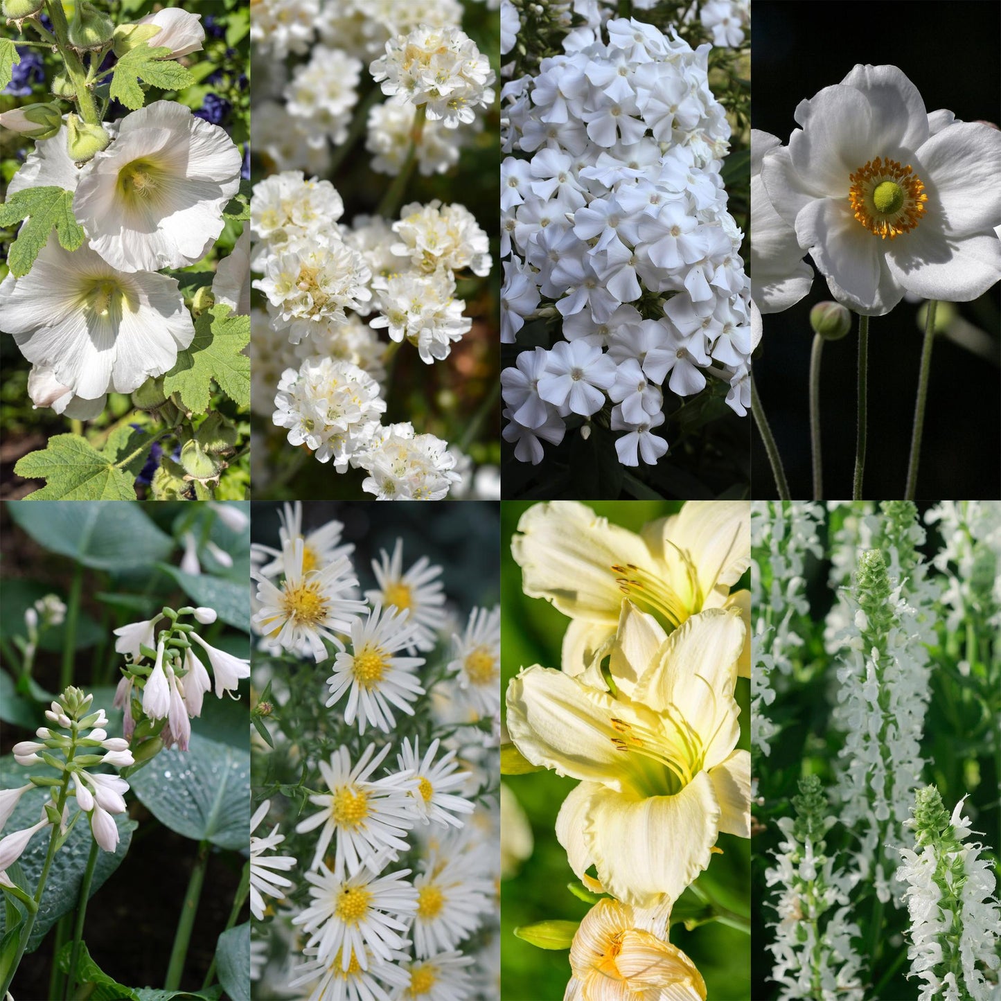 Borderpakket - Kleur Wit - 24 Vaste planten - 3 m2 - Diversen kleuren - Weinig Onderhoud - Pot 11cm