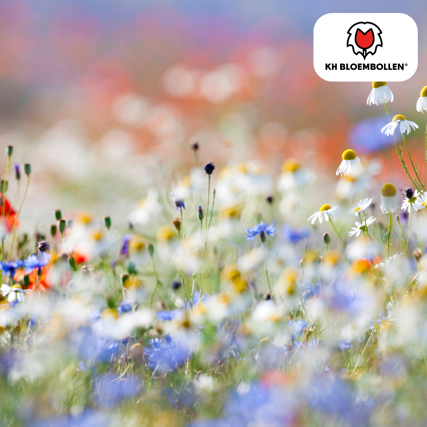 Wilde Bloemenzaad Mengsel 100g – kleurrijke bloemen voor bijen en vlinders, goed voor 30–50 m² tuin – Plant To Day