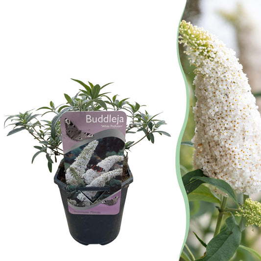 Buddleja davidii White Profusion - Bloem Wit - 1 Plant - Bladverliezend - Vlinderlokkend - Pot 17cm Hoogte 25cm