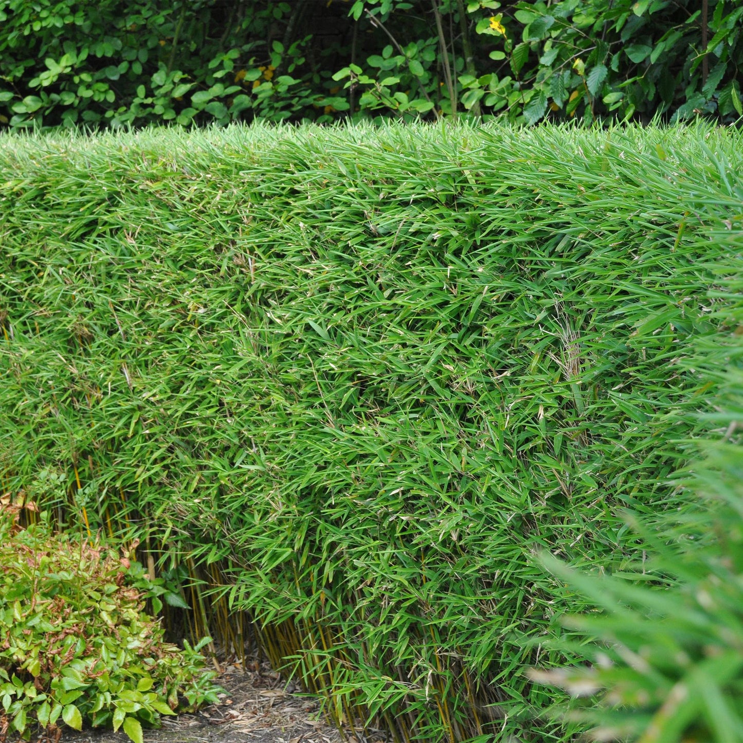 Fargesia rufa bamboe als haagplant of in border