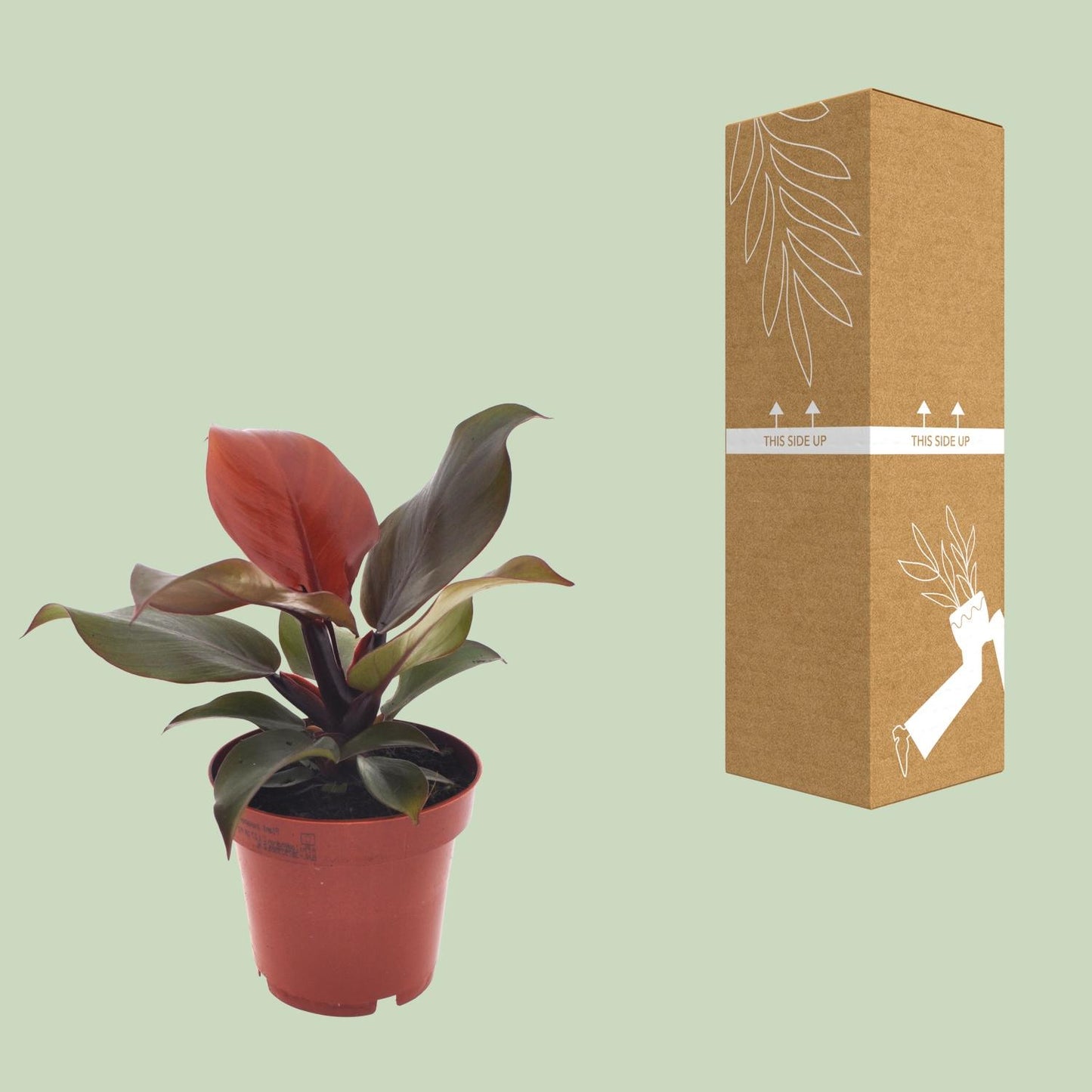Philodendron Imperial Red / Sunlight in pot Ø12 cm – hoogte ca. 25 cm, hartvormige dieprode bladeren