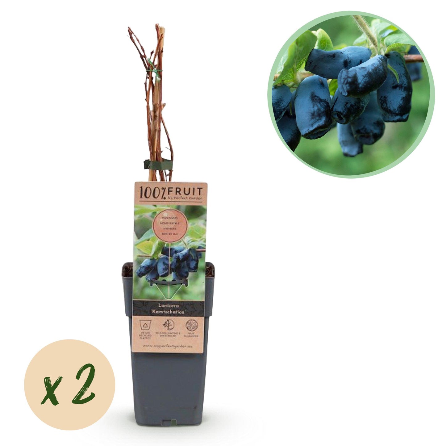 Lonicera caerulea Kamchatika – honingbes superfruitplant, set van 2 planten in pot Ø15cm, hoogte circa 50cm, met blauwe bessen.