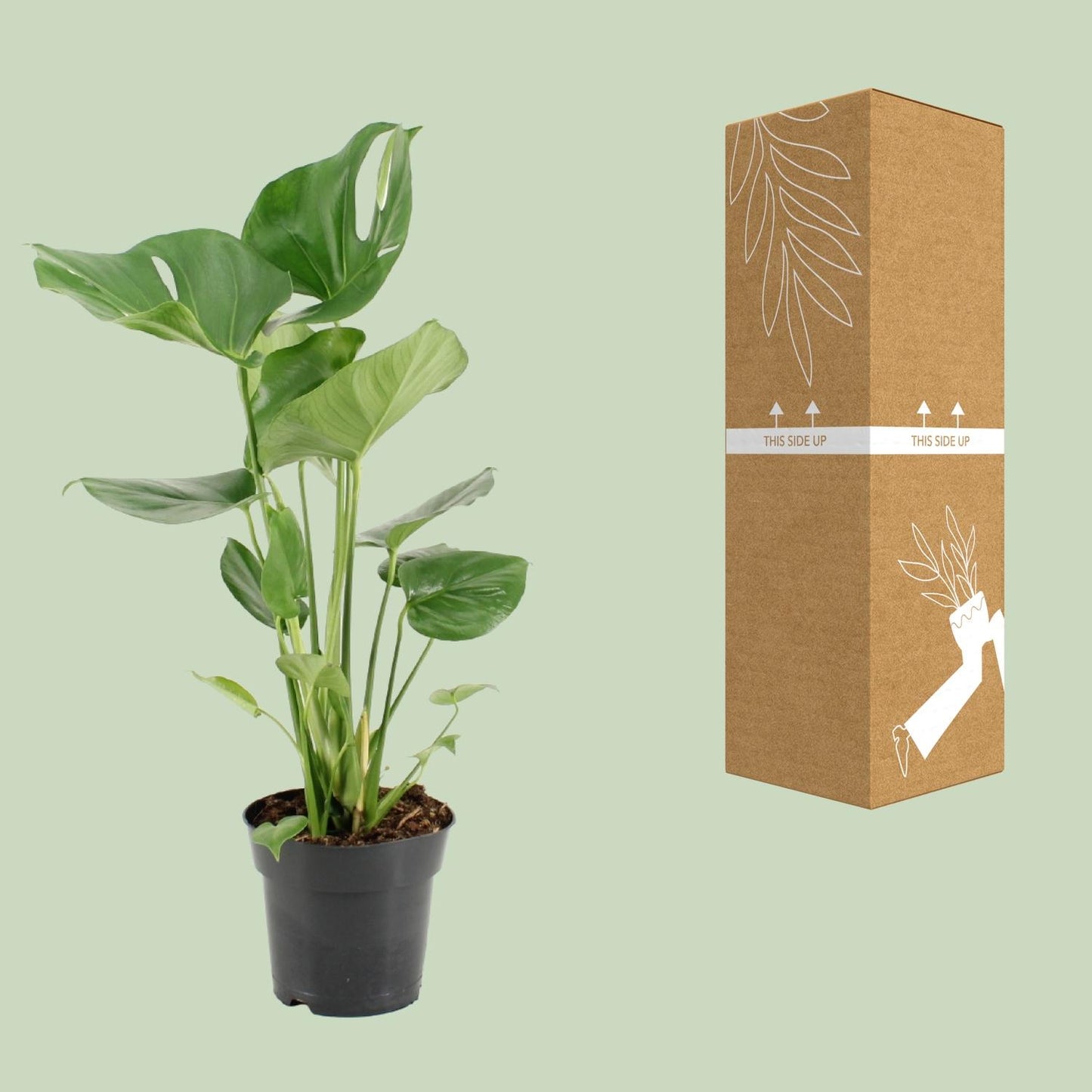 Monstera Deliciosa (Gatenplant / Swiss Cheese Plant) in pot Ø17cm – glanzende bladeren met karakteristieke gaten, hoogte ±60cm, ideale tropische kamerplant voor halfschaduw.