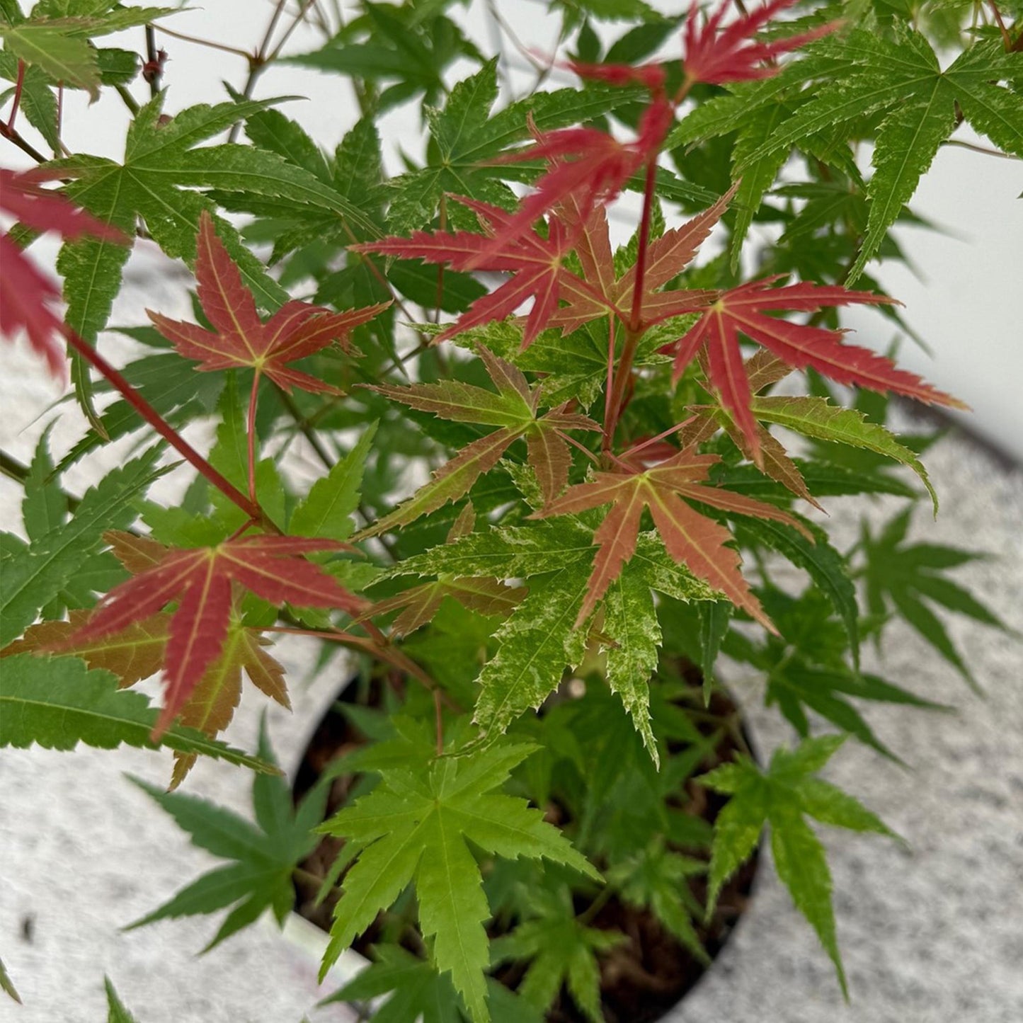 Acer palmatum ‘Phoenix’ in kweekpot