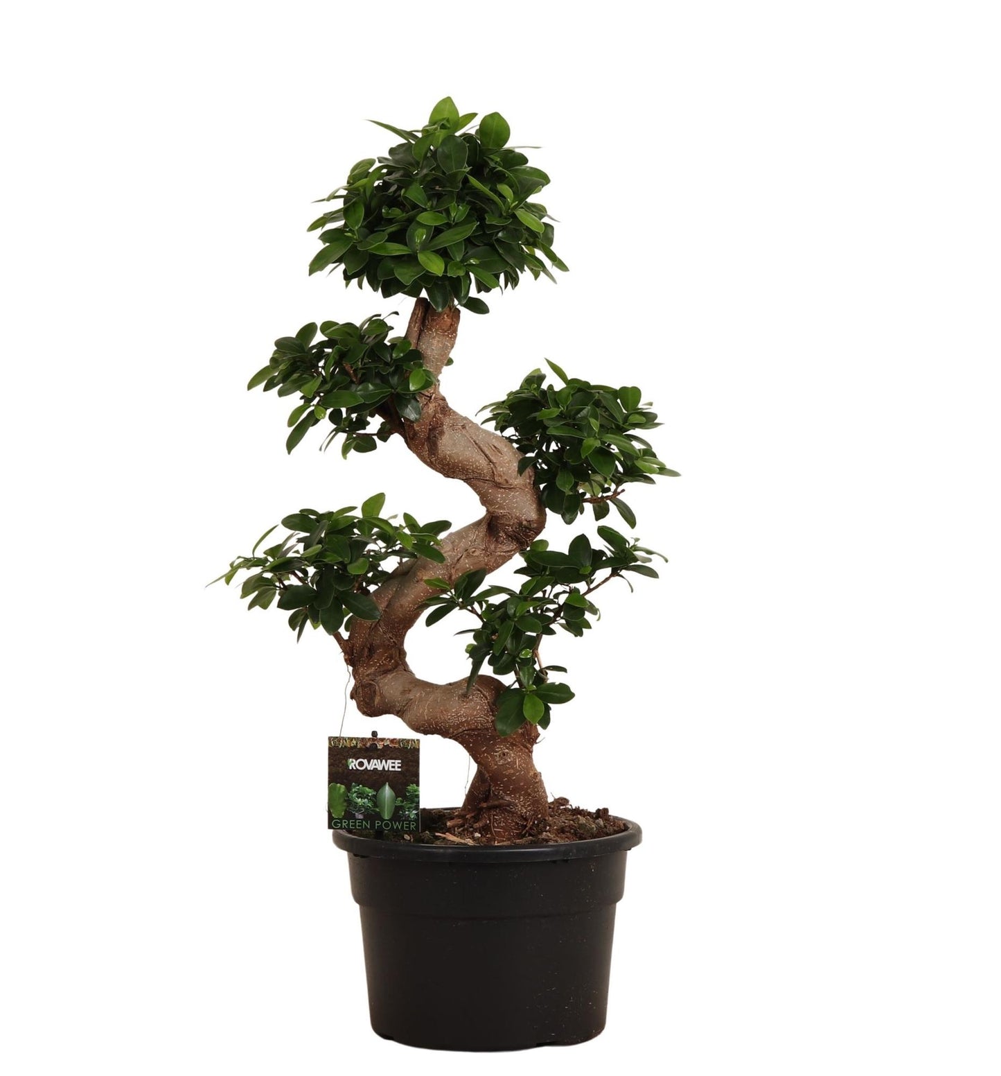 Ficus Microcarpa 'Ginseng' – Unieke Bonsai Kamerplant