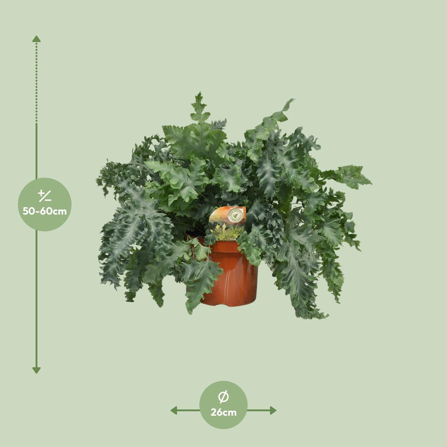 Phlebodium Davana – Gouden eikvaren met Ø26 cm pot en gouden bladeren, hoogte 60 cm