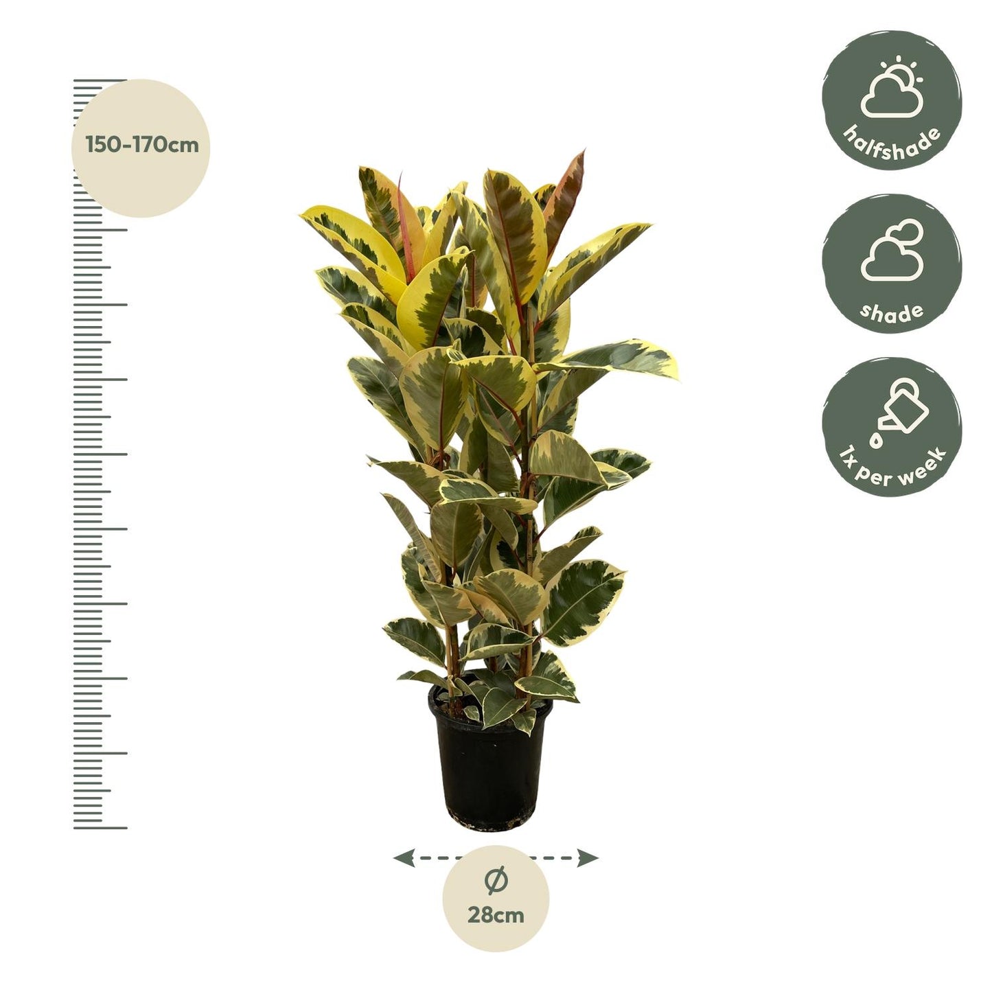Ficus Elastica ‘Tineke’ – rubberplant van ±150 cm hoog met grote glanzende donkergroene bladeren in pot Ø28cm"