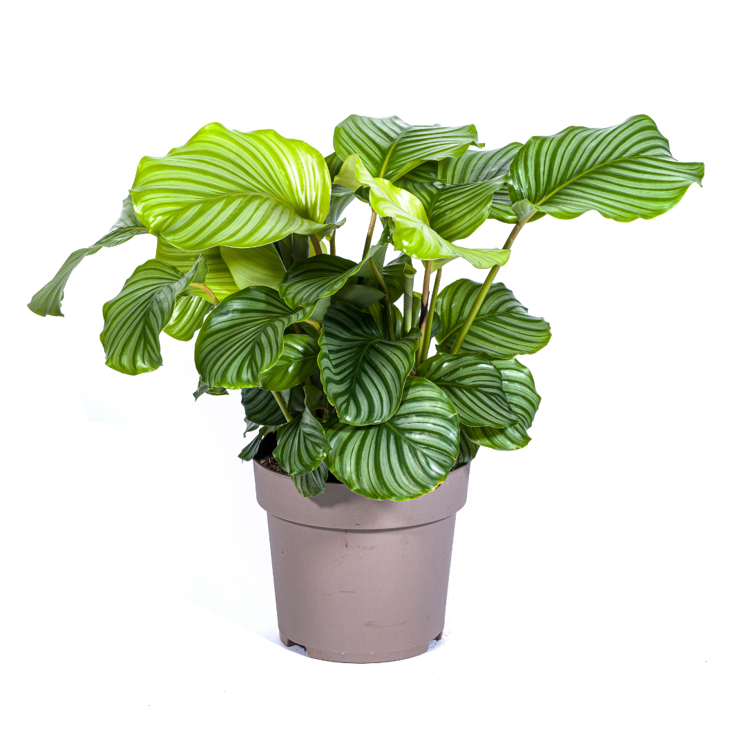 Calathea Orbifolia Ø27cm - ↕70 - 90cm Zilver.