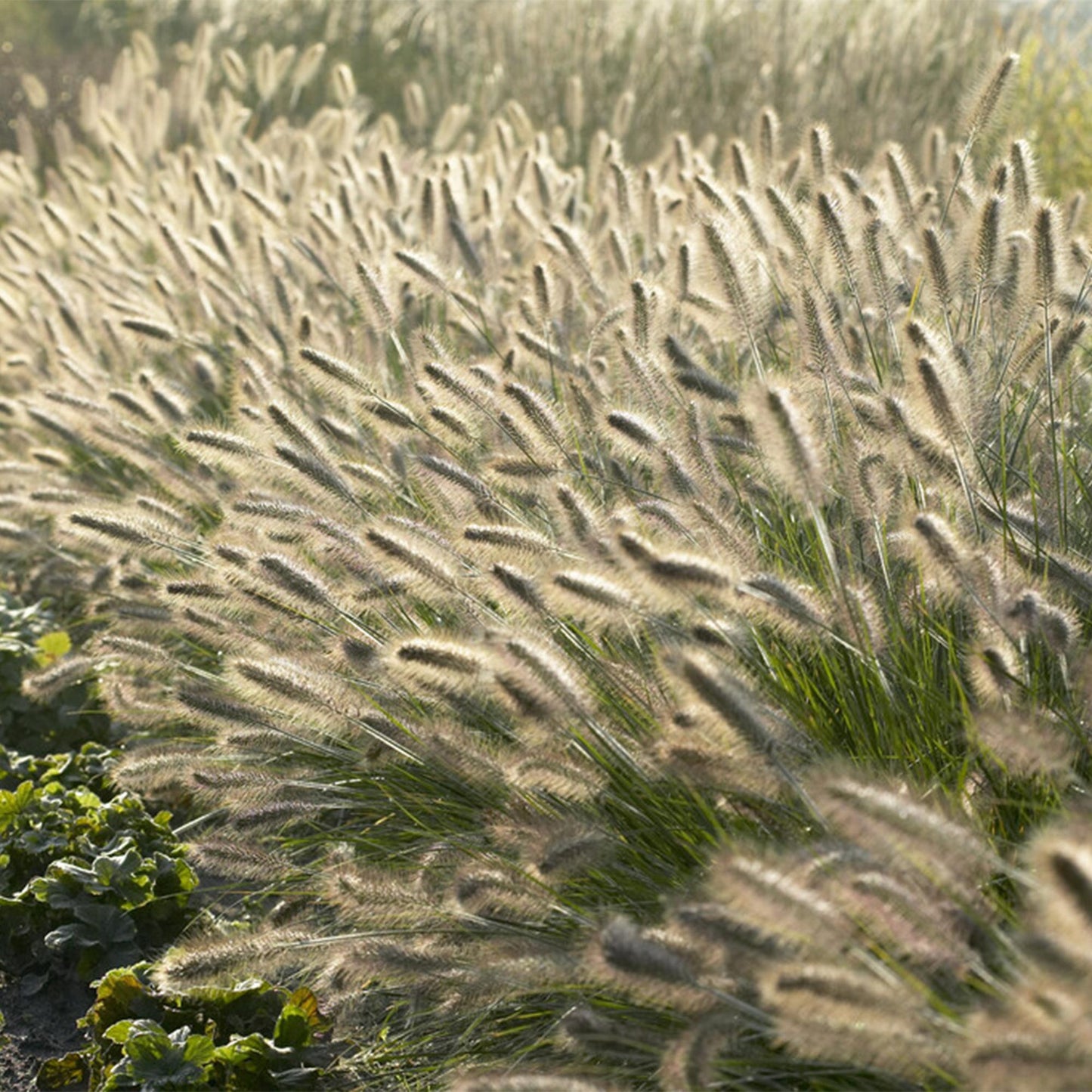 Pennisetum alopecuroides 'Hameln' lampenpoetser siergras met romige pluimen – Ø9 cm, 10–25 cm hoog