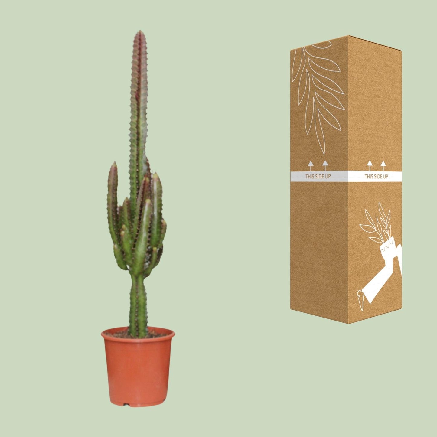 Euphorbia trigona Rubra (Poinsettia / Afrikaanse Melkboom) – kamerplant met levendige rode stelen en groene bladeren – pot Ø17 cm, hoogte ca. 70 cm – tropische, onderhoudsvriendelijke plant voor binnen