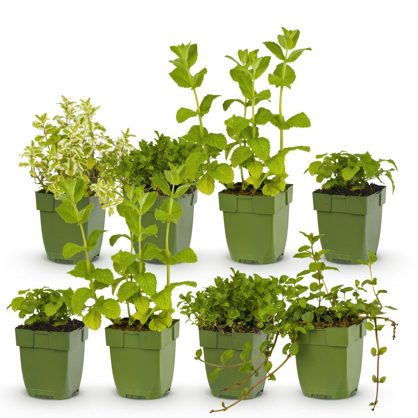 Borderpakket - Thee kruiden - 8 Vaste planten - 1 m2 - Diversen kleuren - Weinig Onderhoud - Pot 11cm