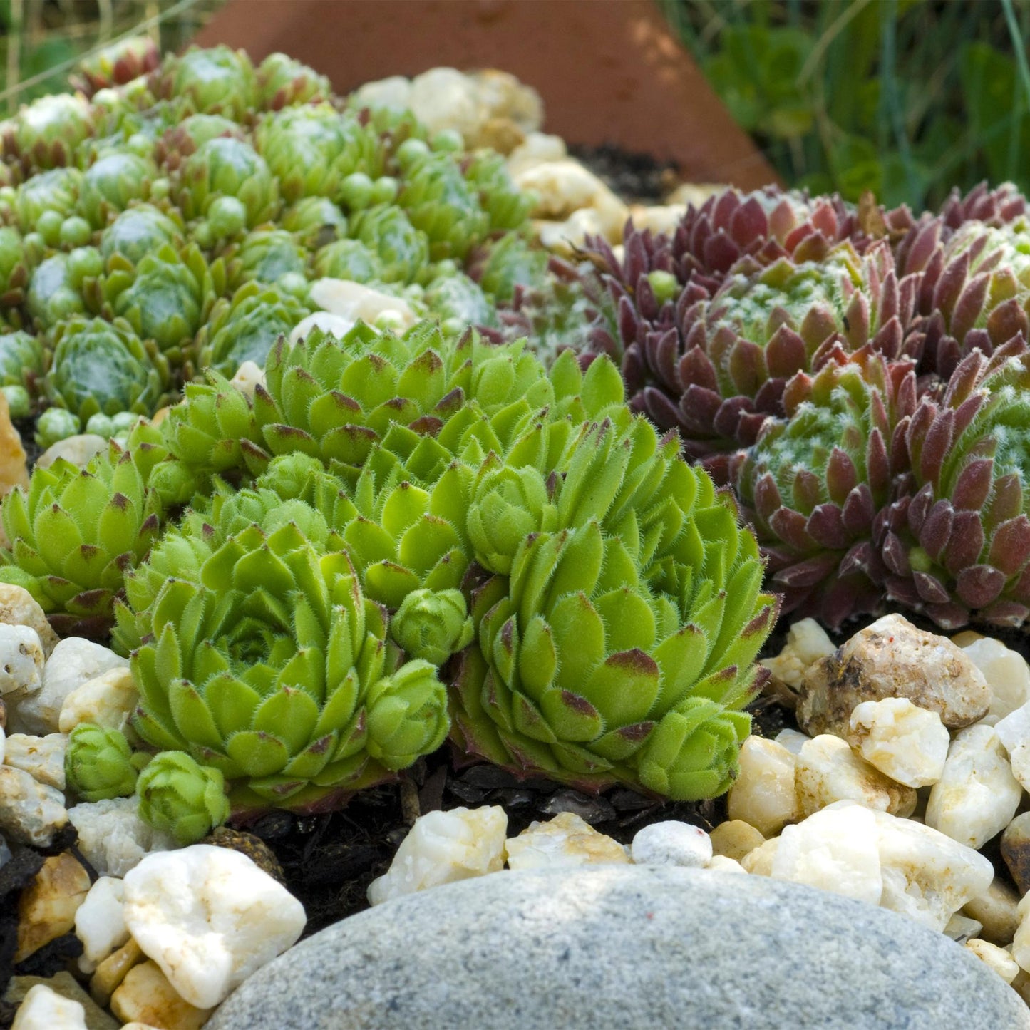 Sempervivum Mix
Sempervivum kopen
Huislook planten
Bodembedekker winterhard