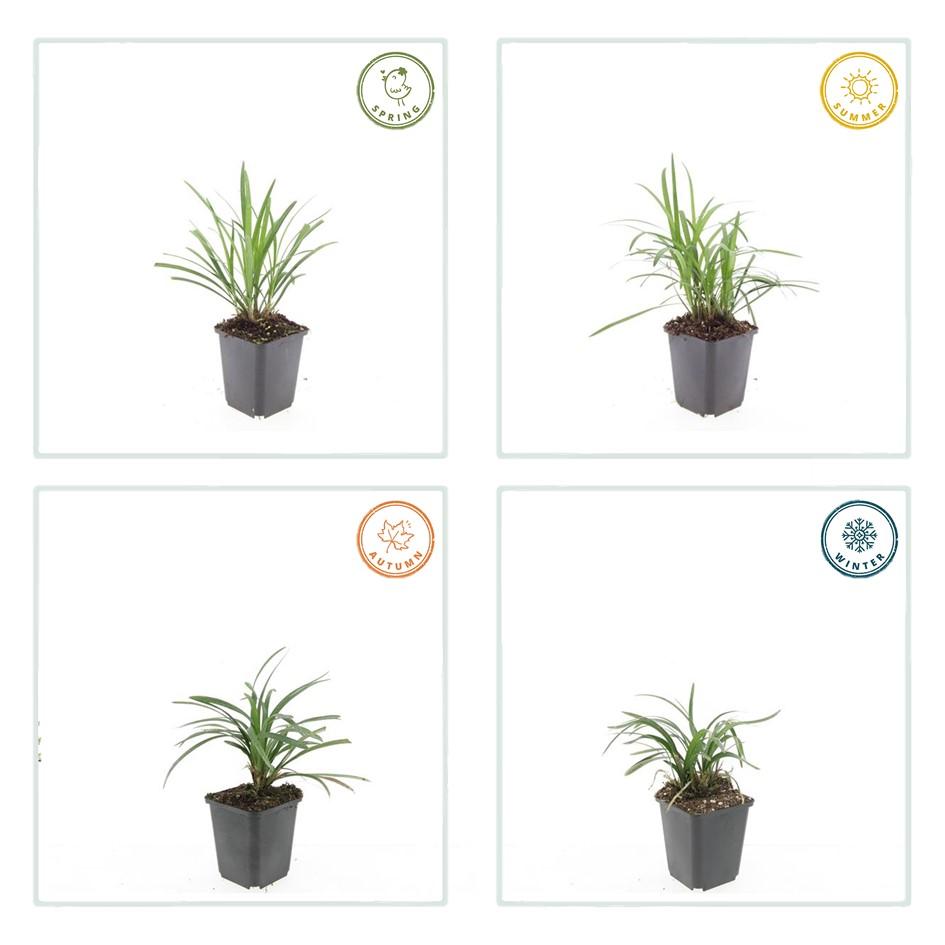 40x Liriope muscari 'Moneymaker' - ↕10-25cm - Ø9cm