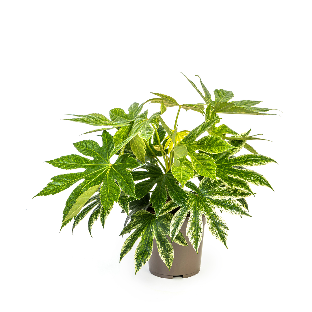 Fatsia Japonica Spider's Web een prachtige plant