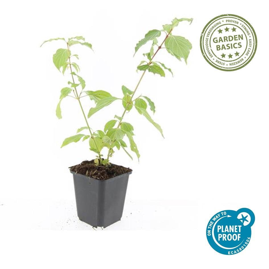 Cornus sanguinea 'Anny's Winter Orange' met feloranje takken – wintergroene sierstruik in pot Ø9 cm, partij van 48 planten