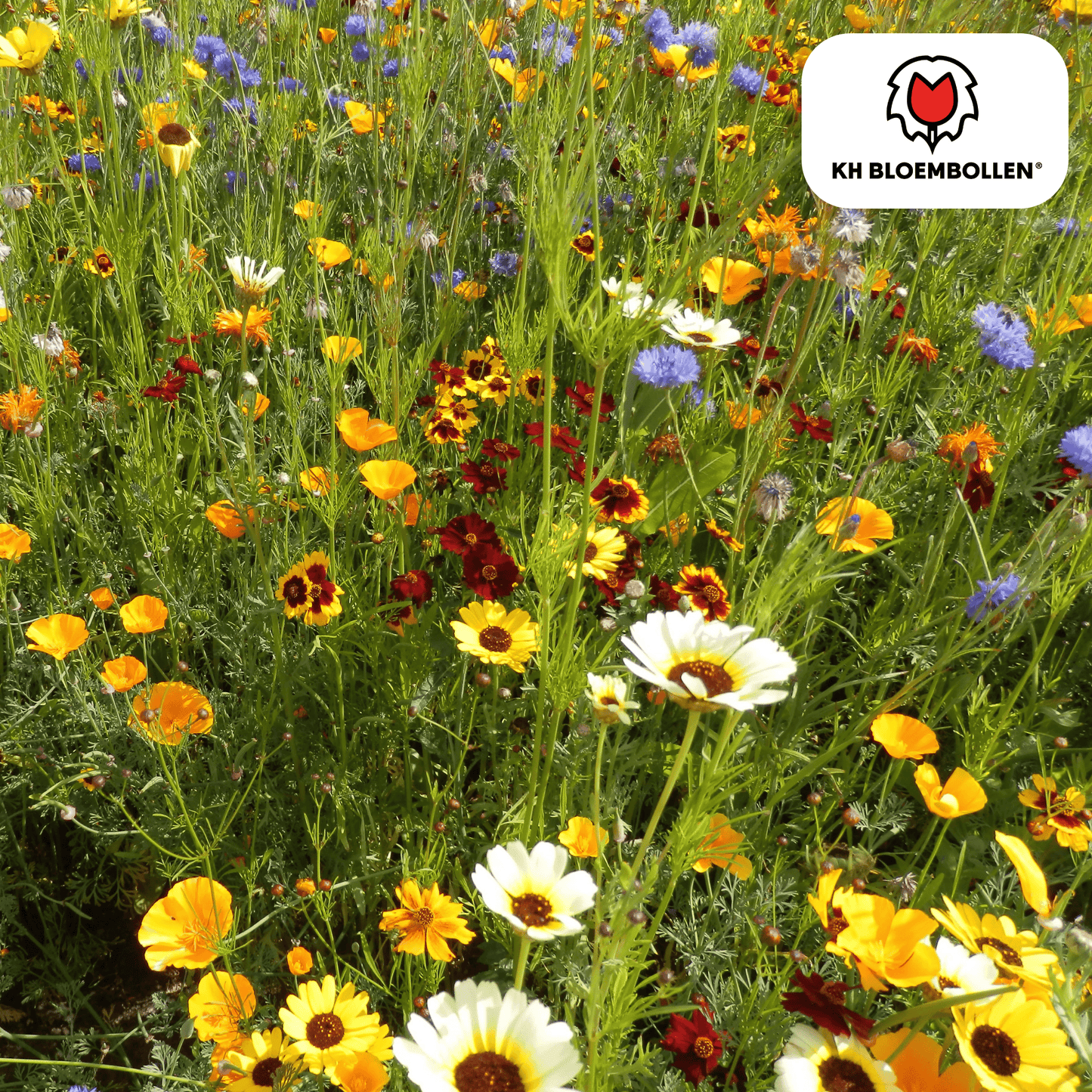 Wilde Bloemenzaad Mengsel 100g – kleurrijke bloemen voor bijen en vlinders, goed voor 30–50 m² tuin – Plant To Day
