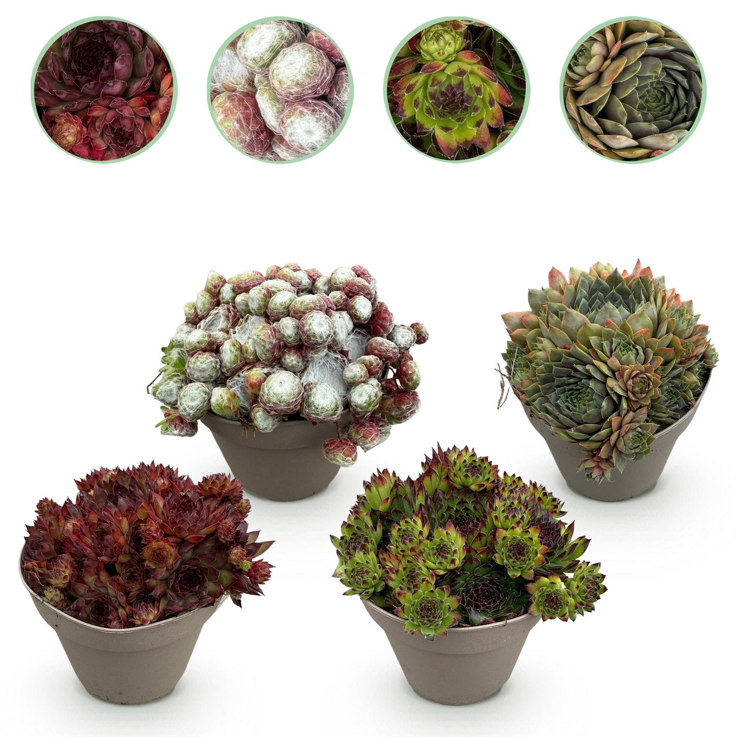 tuinplant vetplantSempervivum Mix
Sempervivum kopen
Huislook planten
Bodembedekker winterhard