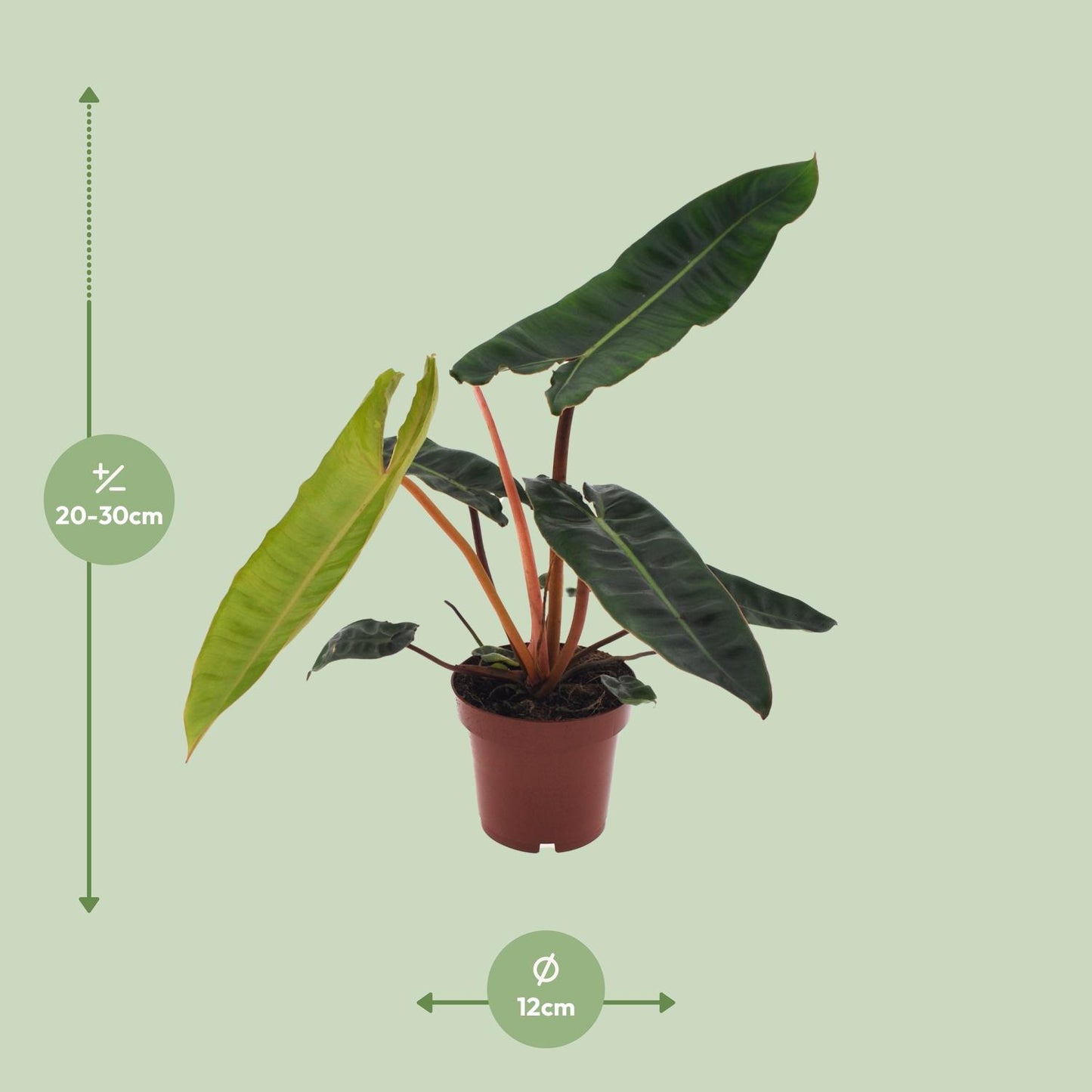 Philodendron Scandens in pot Ø12 cm – hoogte ca. 25 cm, glanzende hartvormige bladeren