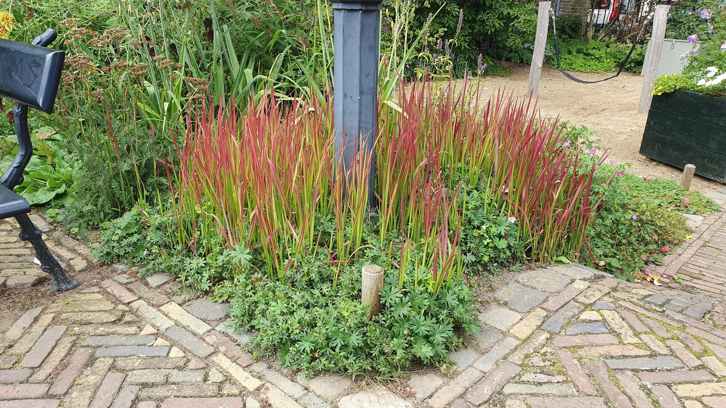 20x Imperata cylindrica 'Red Baron' - ↕10-25cm - Ø9cm